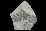 Pennsylvanian Fern (Alethopteris) Plate - Kentucky #136771-1